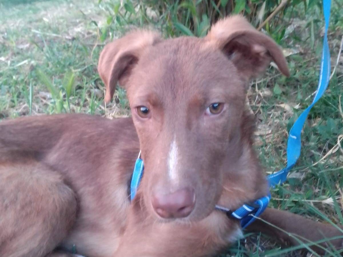 Adotta il cane STEVEN a Verona