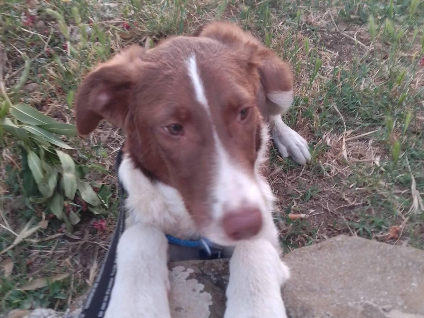 Vuoi adottare un cane a Avellino?