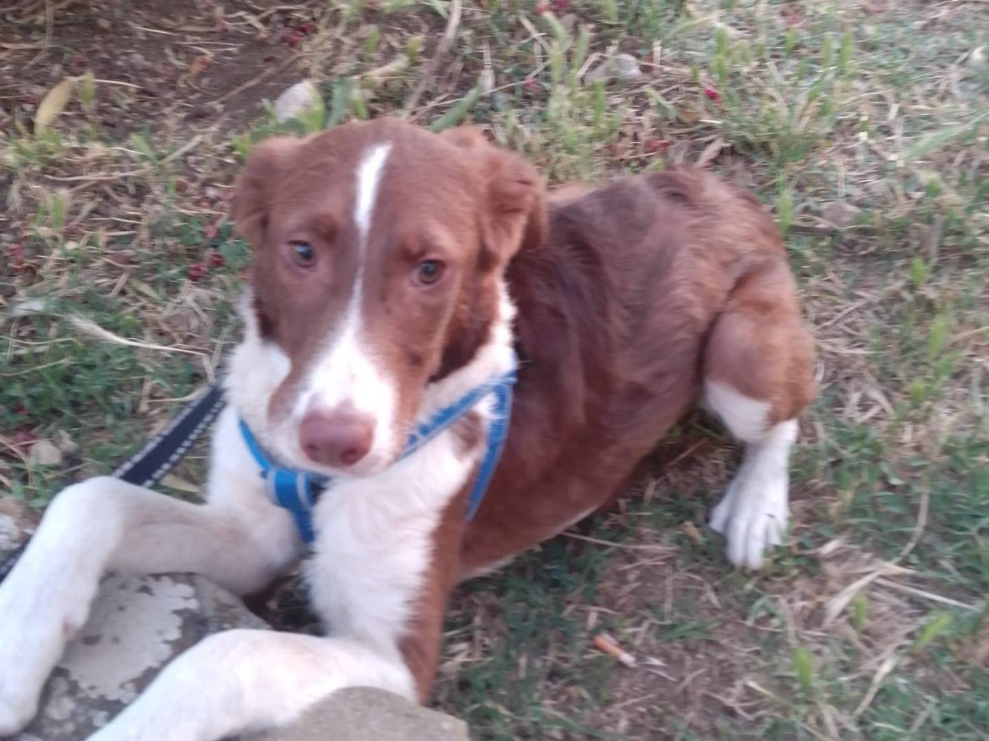 Adotta il cane NICK a Avellino