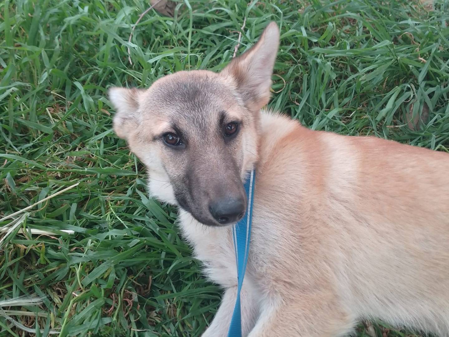 Adozione cane, femmina, Razza sconosciuta Razza sconosciuta, 11 mesi, taglia media, Avellino