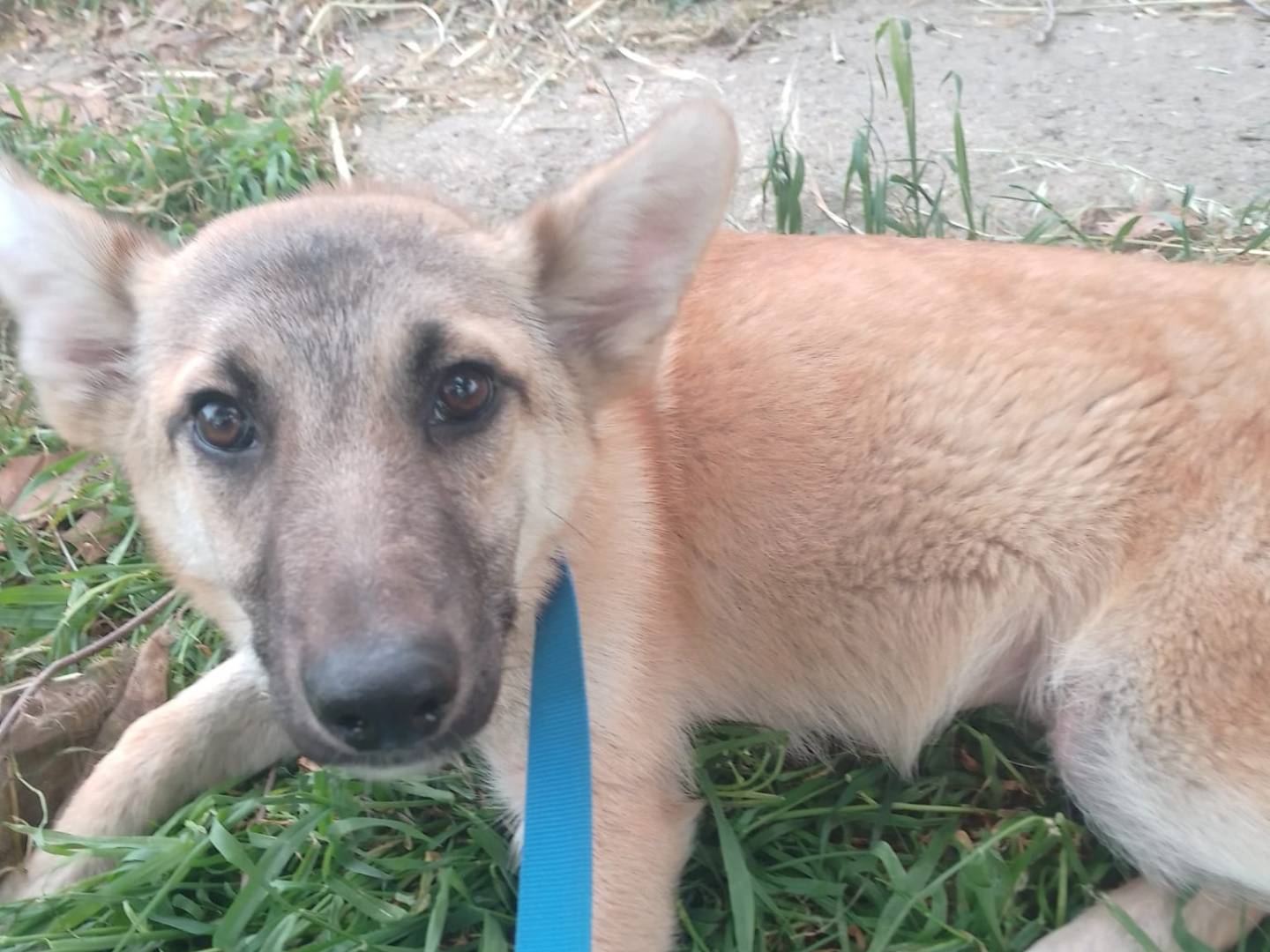 Adotta un cane, femmina, 11 mesi, Avellino