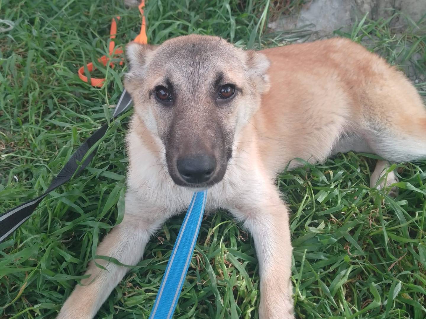 Adotta un cane, taglia media, femmina, Avellino