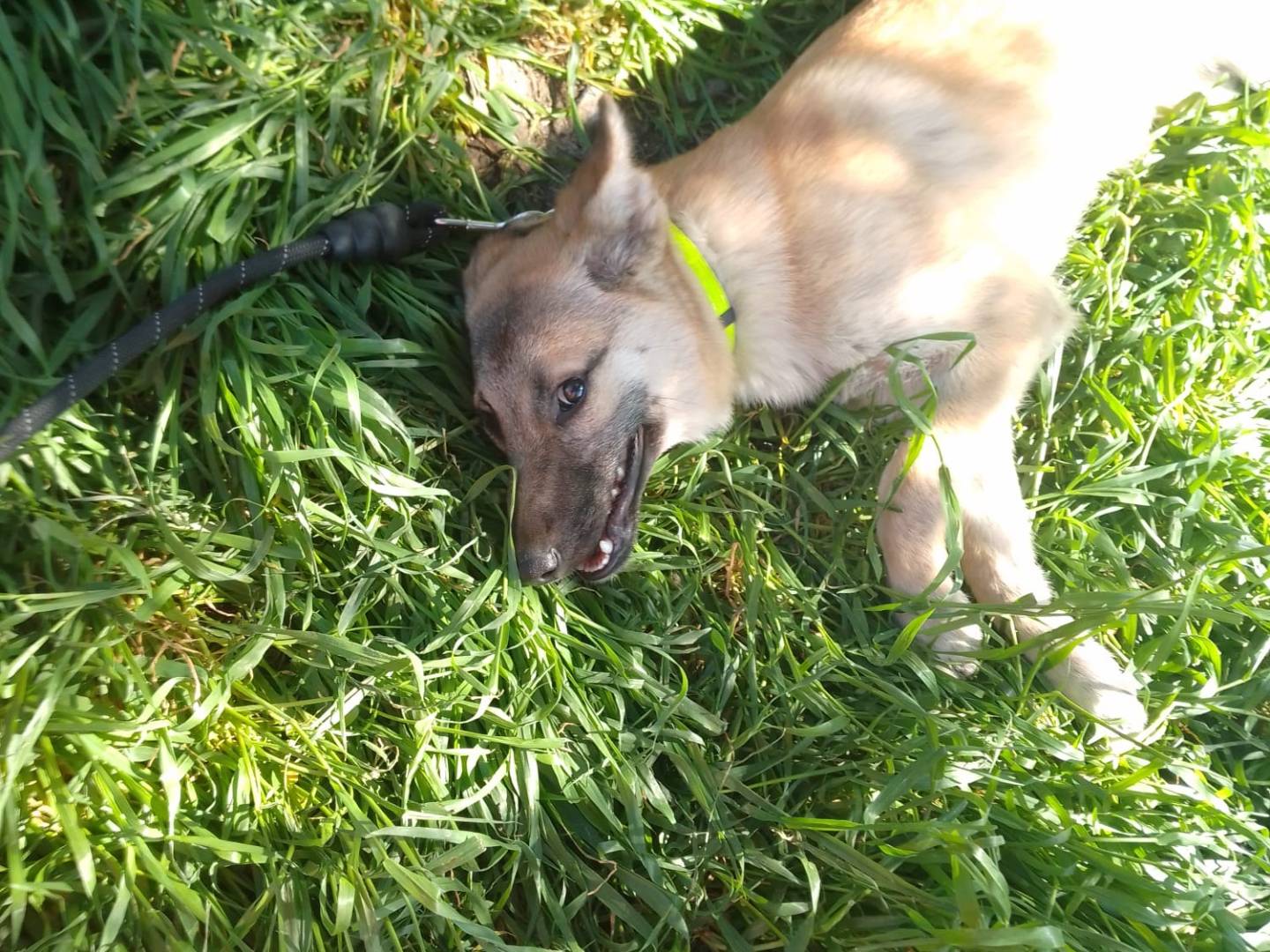 Vuoi adottare un cane a Avellino?