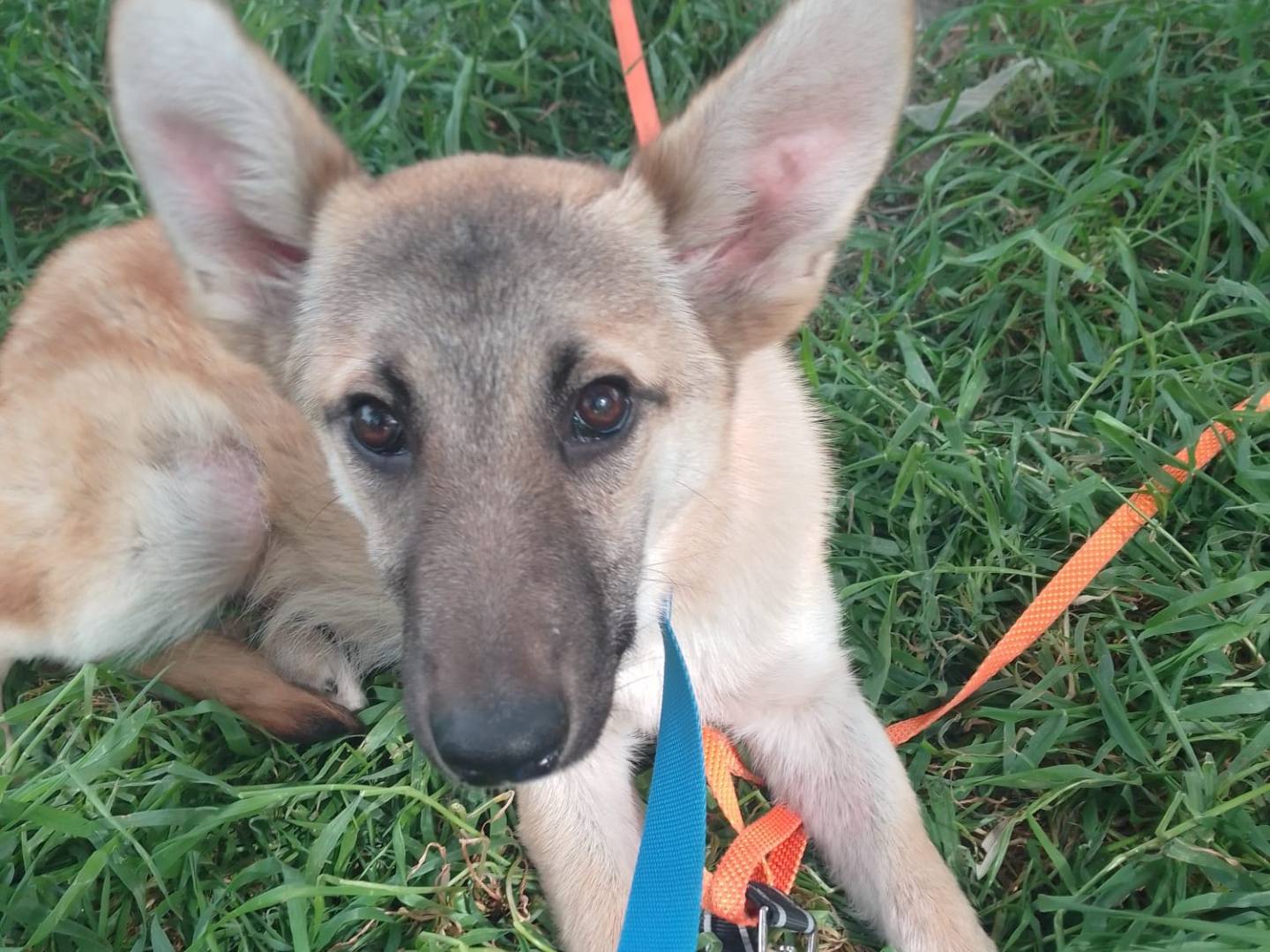 Adotta il cane KERRY a Avellino