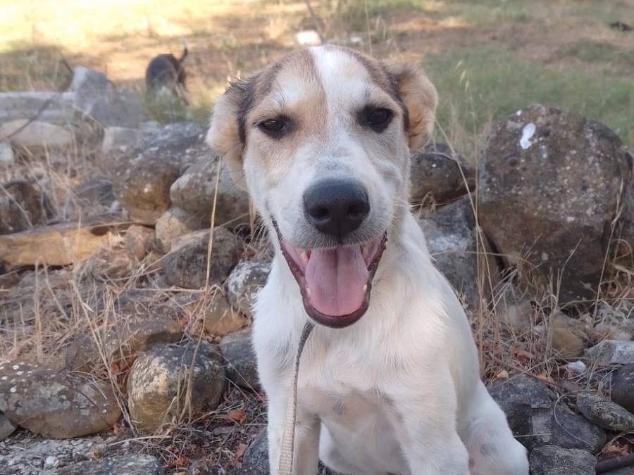 Adozione cane, maschio, Razza sconosciuta Razza sconosciuta, 1 anno e 6 mesi, taglia media, Avellino