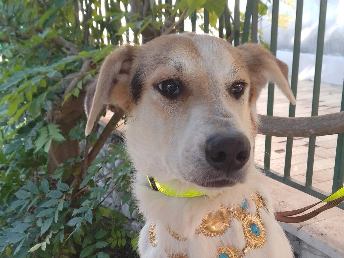 Adotta un cane, maschio, 1 anno e 6 mesi, Avellino