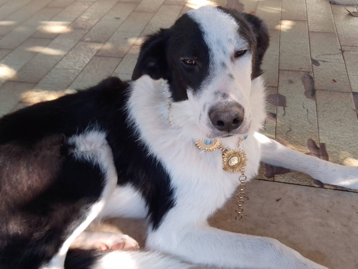 Adozione cane, maschio, Razza sconosciuta Razza sconosciuta, 1 anno e 7 mesi, taglia media, Avellino