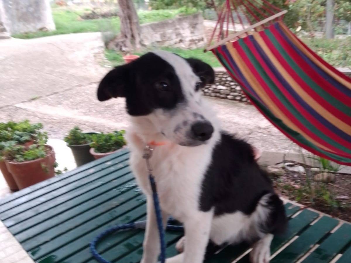 Adotta un cane, maschio, 1 anno e 7 mesi, Avellino