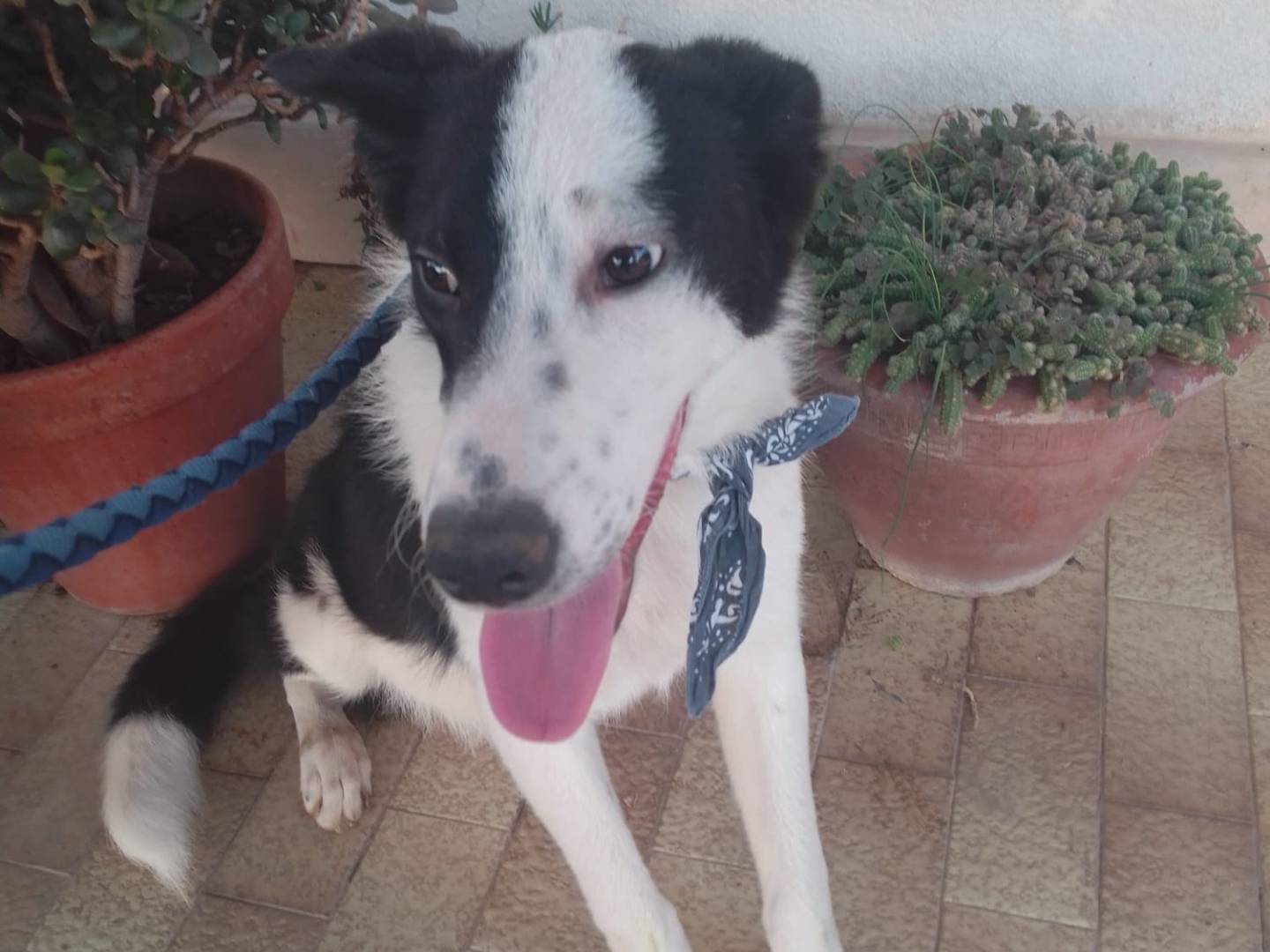 Adotta un cane, taglia media, maschio, Avellino