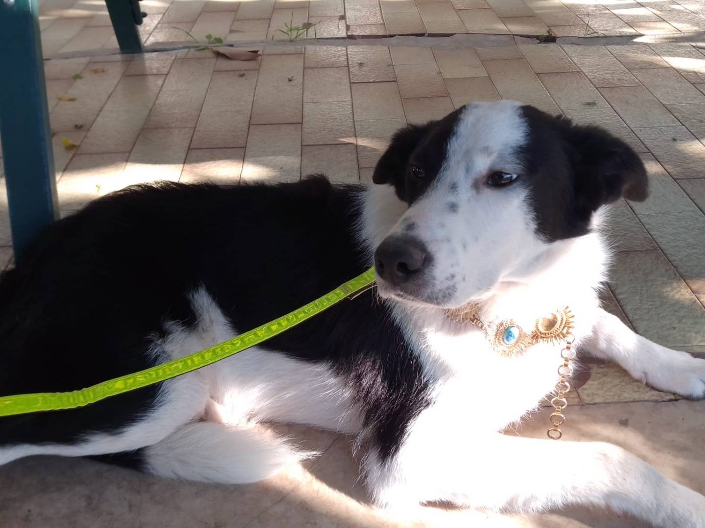 Vuoi adottare un cane a Avellino?