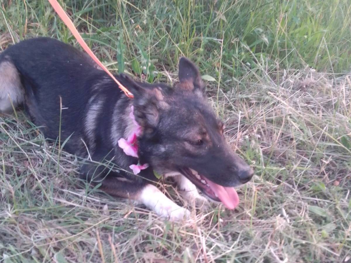 Vuoi adottare un cane a Avellino?