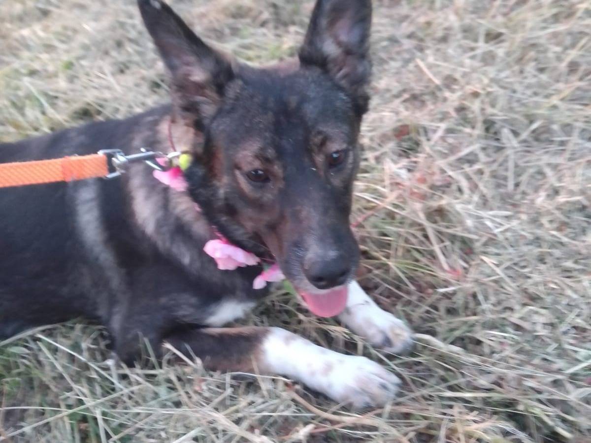 Adotta il cane GISELLE a Avellino