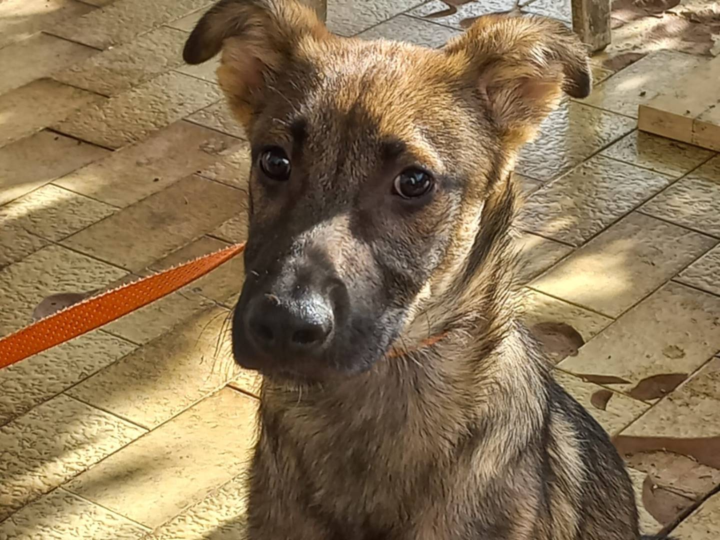 Adozione cane, maschio, Razza sconosciuta Razza sconosciuta, 6 mesi, taglia media, Avellino
