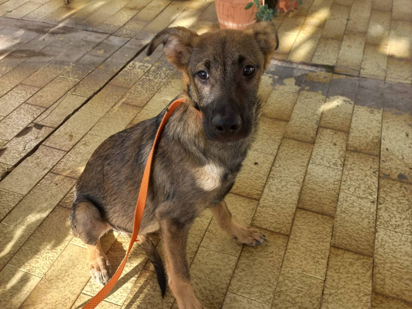 Adotta un cane, maschio, 6 mesi, Avellino