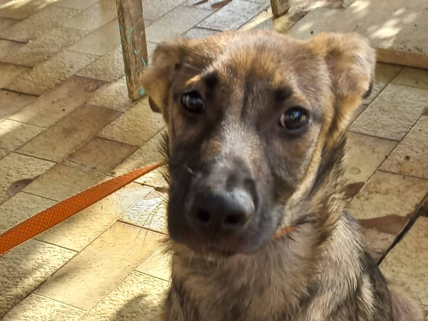 Adotta un cane, taglia media, maschio, Avellino