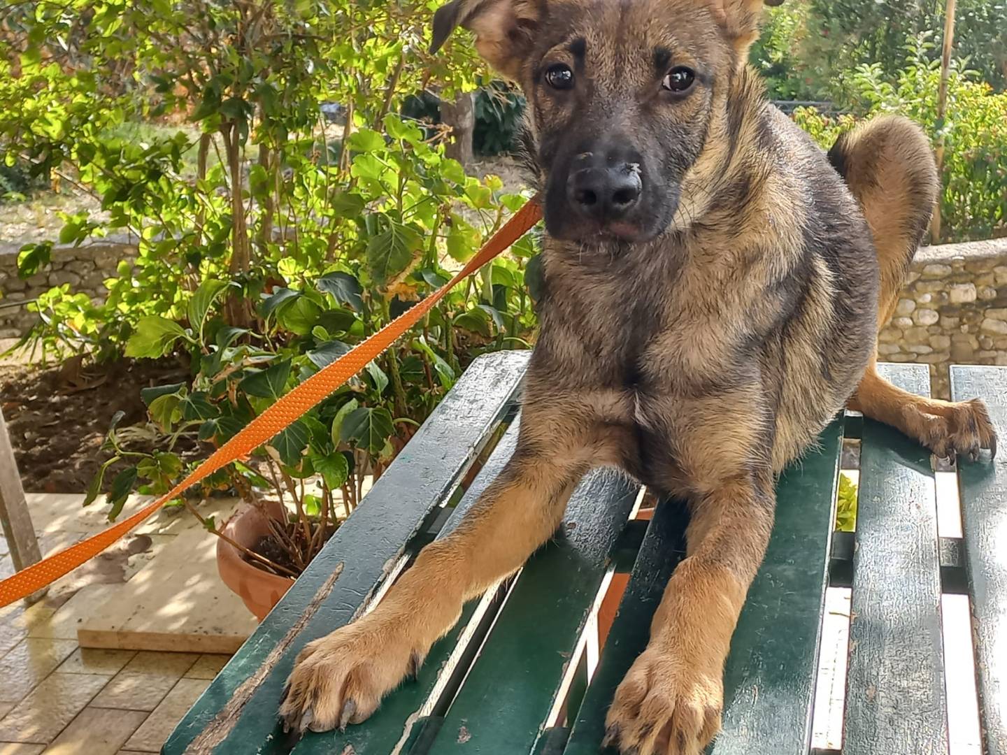 Vuoi adottare un cane a Avellino?