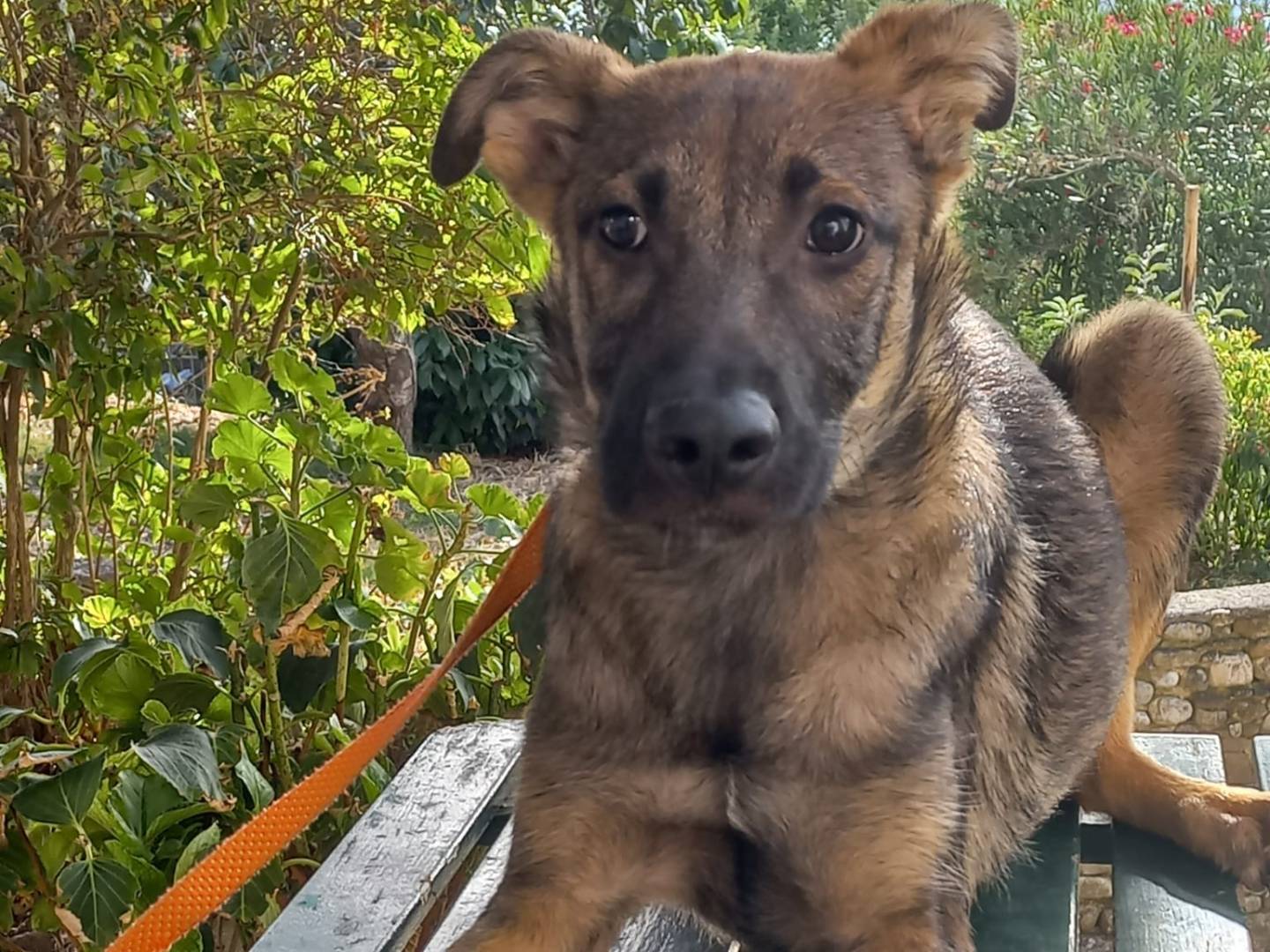 Adotta il cane GABRIEL a Avellino