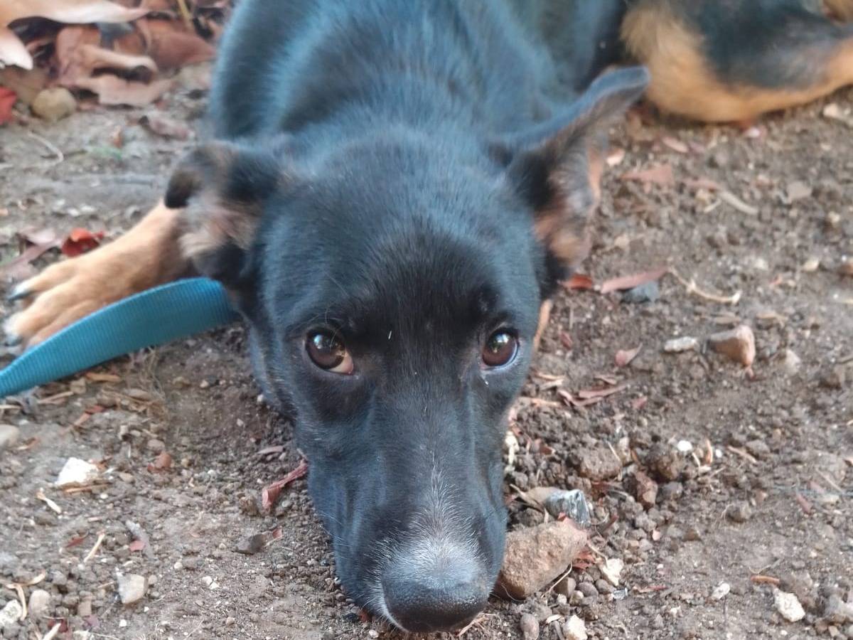 Vuoi adottare un cane a Avellino?