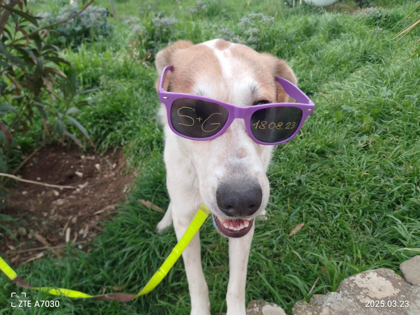 Adotta il cane JOHNNY a Avellino