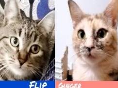 Adozione gatto, maschio, Razza sconosciuta Razza sconosciuta, 2 anni e 1 mese, taglia non valida, Torino