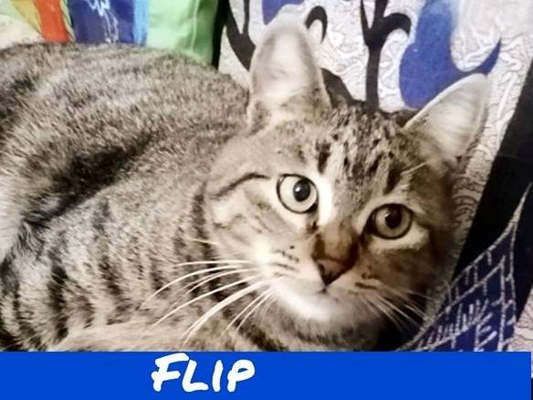 Adotta un gatto, maschio, 2 anni e 1 mese, Torino