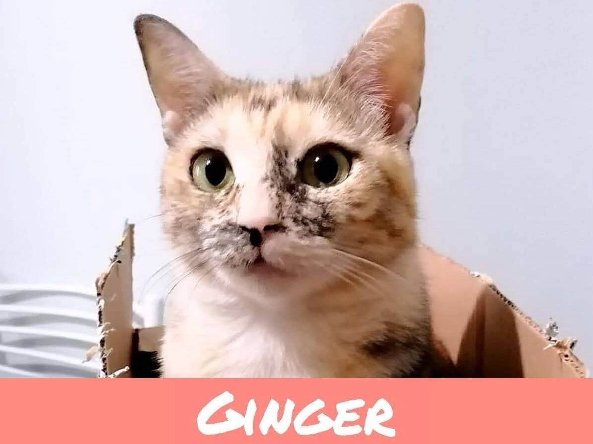 Adotta un gatto, taglia non valida, maschio, Torino