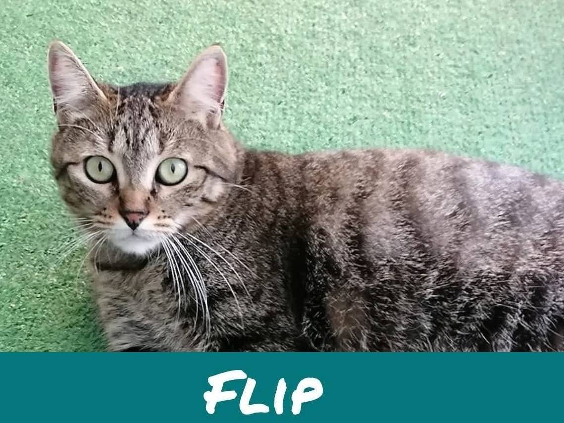 Vuoi adottare un gatto a Torino?