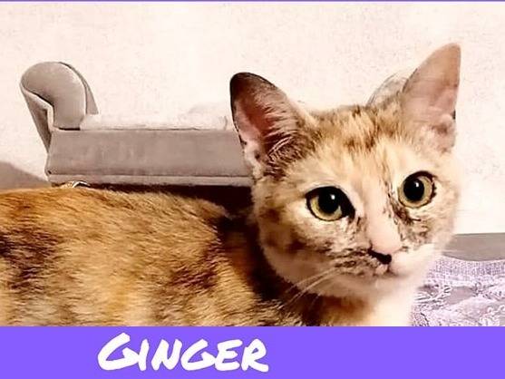 Adotta il gatto Flip e Ginger a Torino