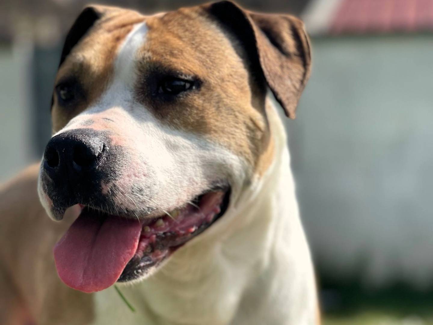 Adozione cane, maschio, Razza sconosciuta Razza sconosciuta, 6 anni e 7 mesi, taglia media, Milano