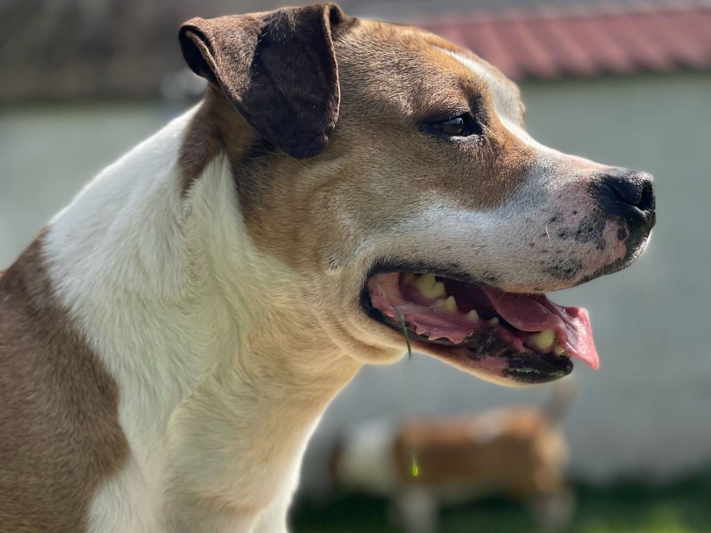Adotta un cane, maschio, 6 anni e 7 mesi, Milano