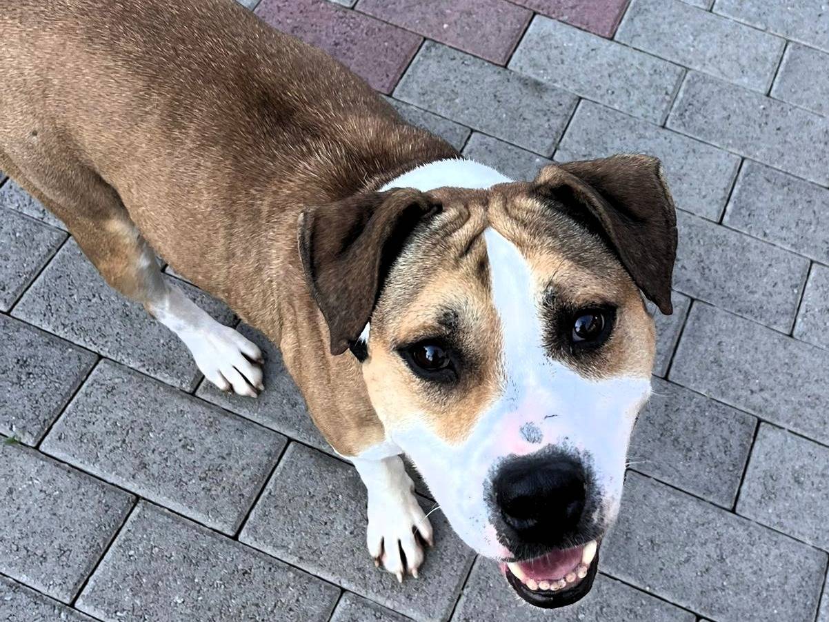 Adotta un cane, taglia media, maschio, Milano