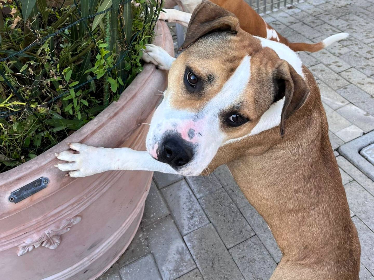 Vuoi adottare un cane a Milano?