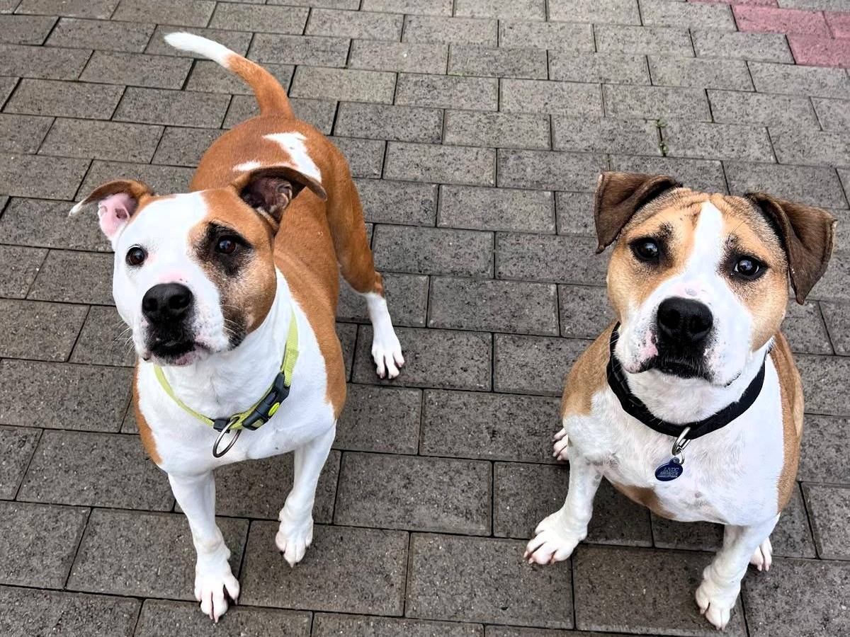 Adotta il cane GOLD a Milano