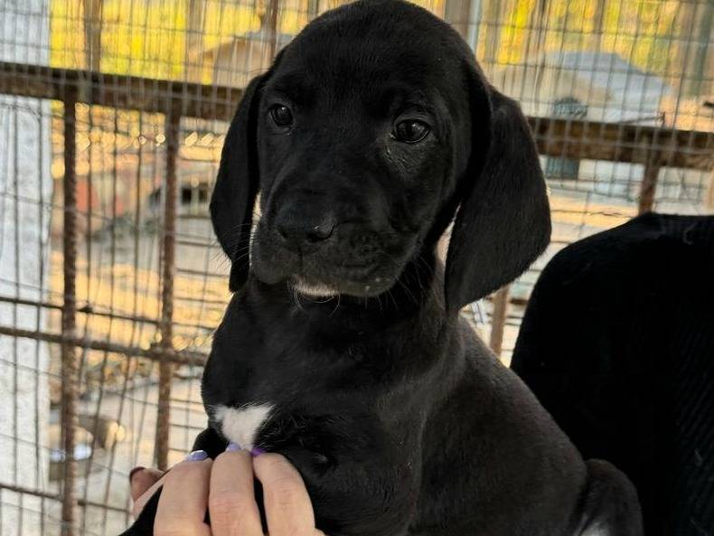 Adozione cane, maschio, Razza sconosciuta Razza sconosciuta, 2 mesi, taglia media, Teramo