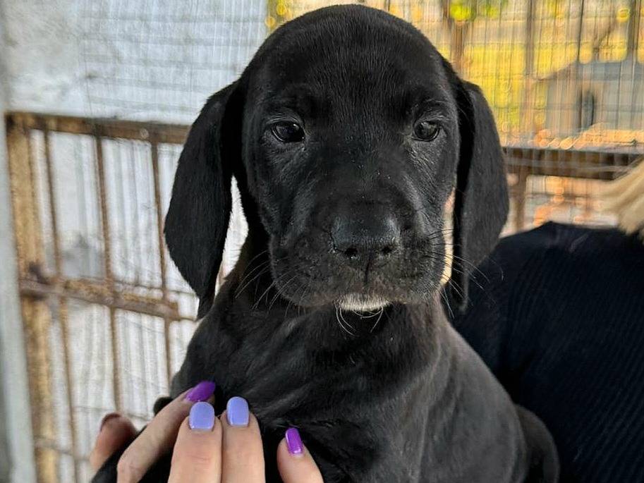 Adotta un cane, maschio, 2 mesi, Teramo