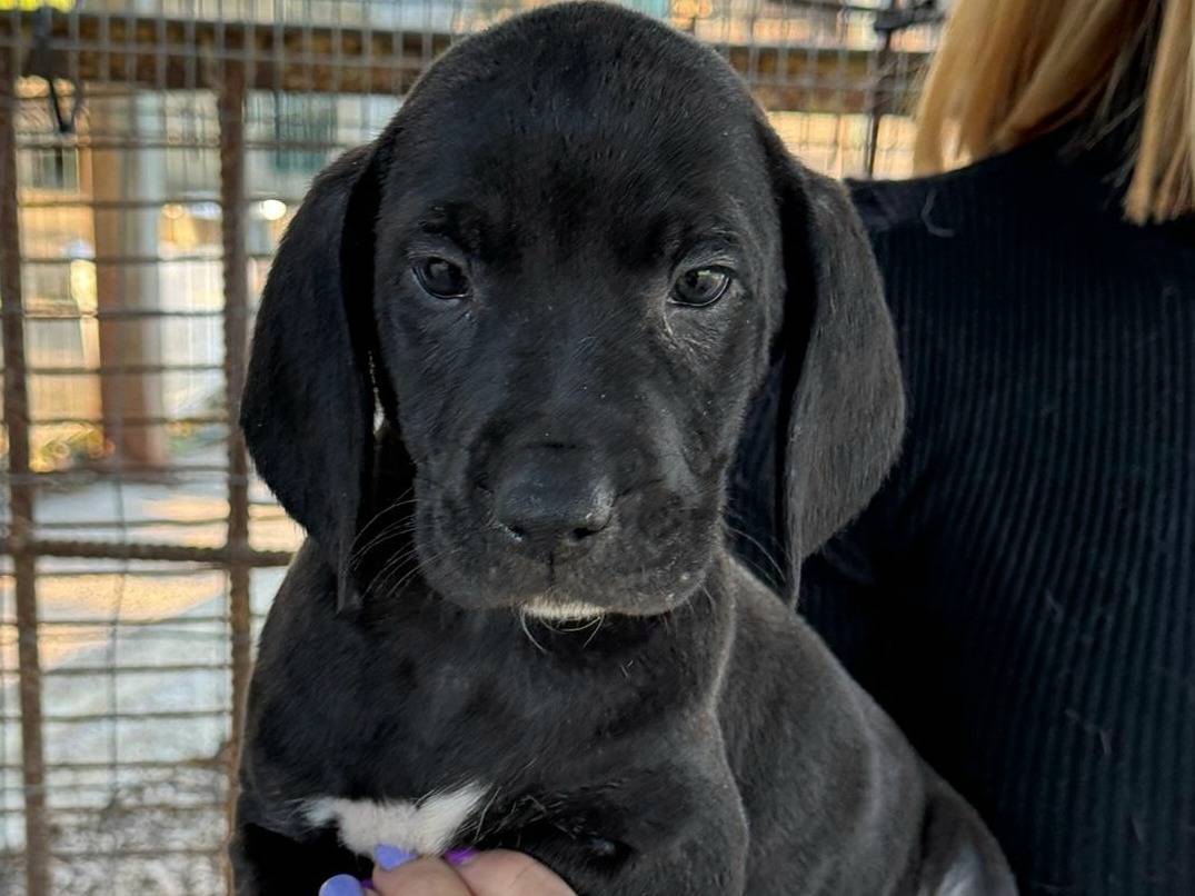 Adotta un cane, taglia media, maschio, Teramo