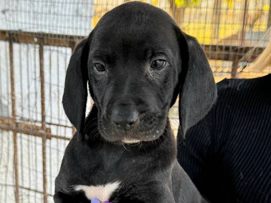 Vuoi adottare un cane a Teramo?