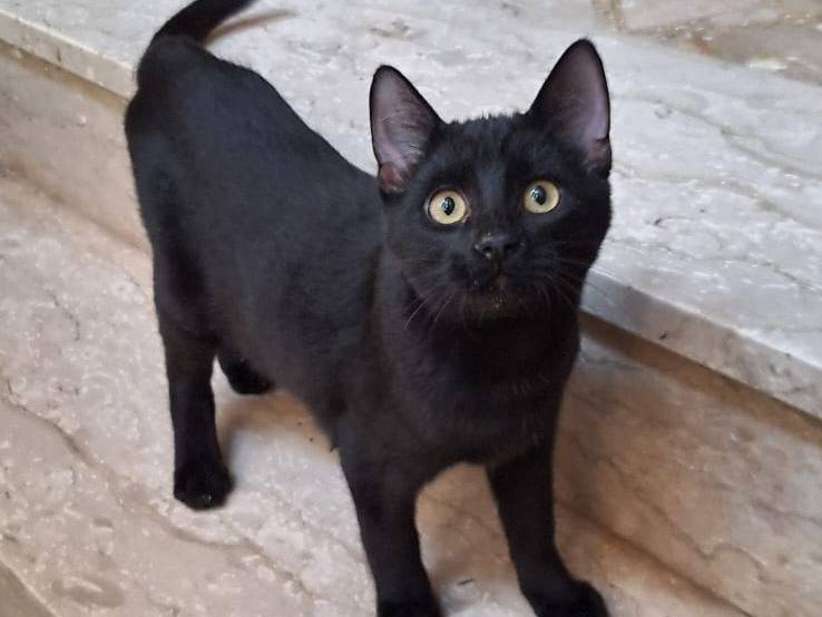 Adozione gatto, maschio, Razza sconosciuta Razza sconosciuta, 4 mesi, taglia non valida, Genova