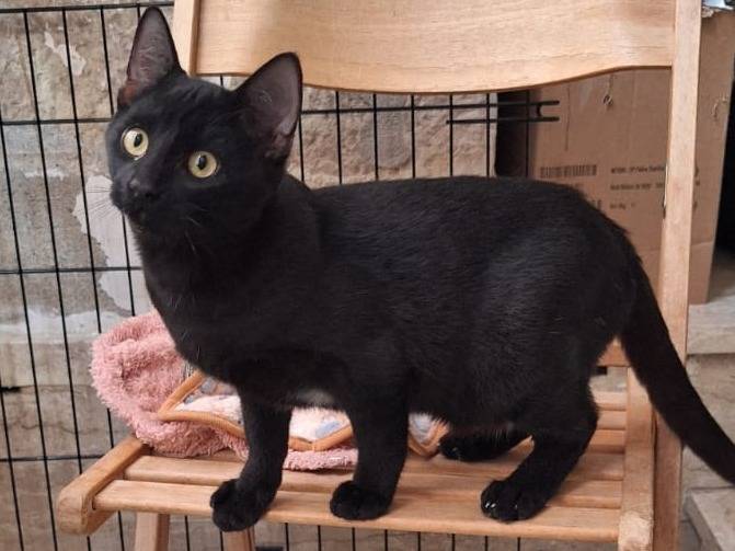 Adotta un gatto, maschio, 4 mesi, Genova