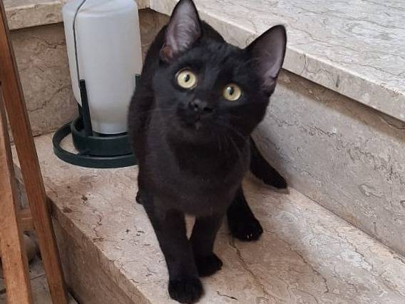 Adotta un gatto, taglia non valida, maschio, Genova