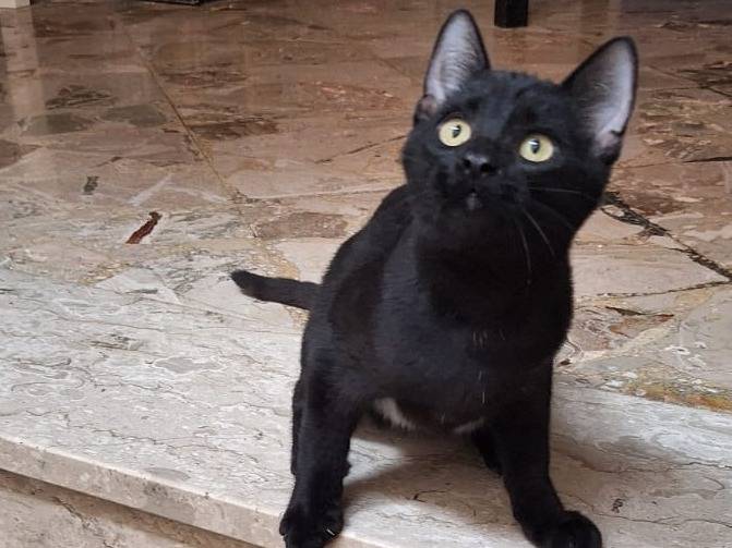 Adotta il gatto Smokey  a Genova