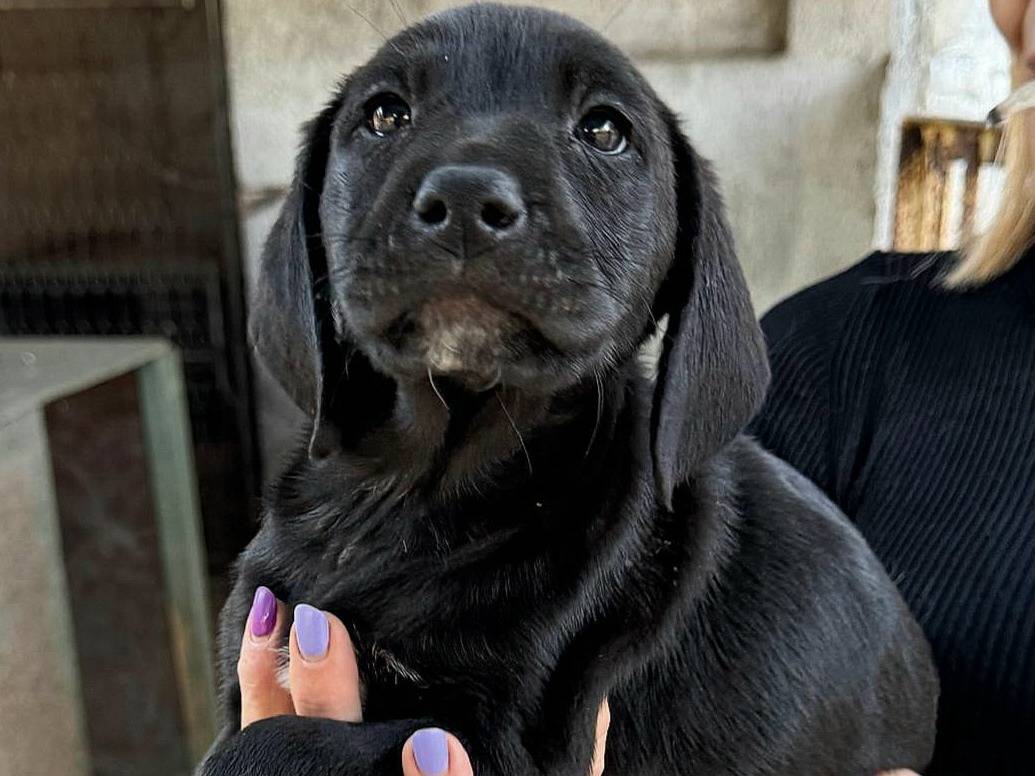 Adozione cane, maschio, Razza sconosciuta Razza sconosciuta, 2 mesi, taglia media, Teramo