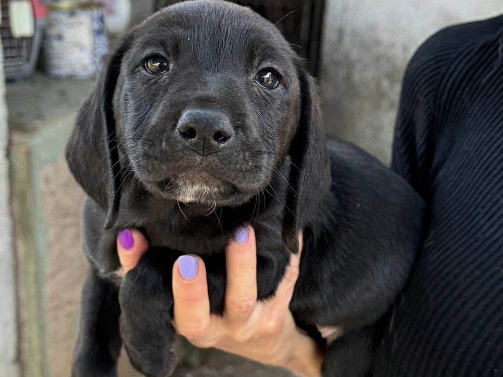 Adotta un cane, maschio, 2 mesi, Teramo