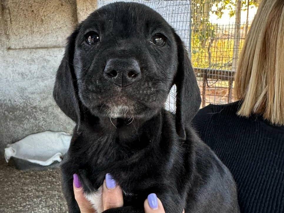 Adotta un cane, taglia media, maschio, Teramo