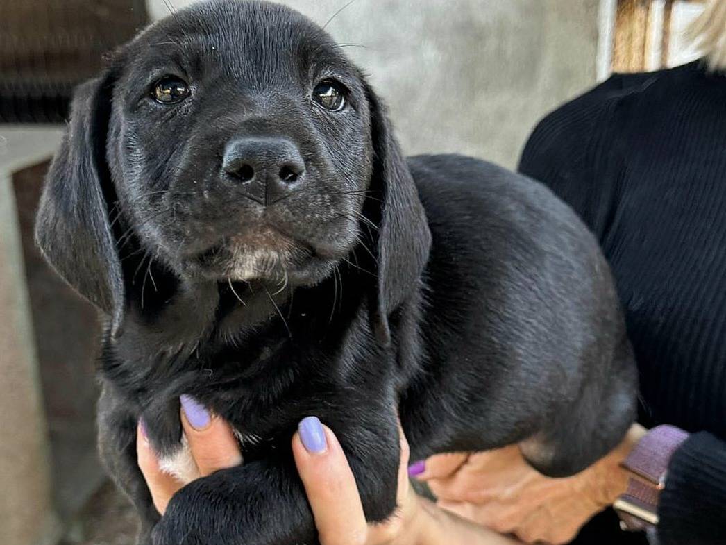 Vuoi adottare un cane a Teramo?