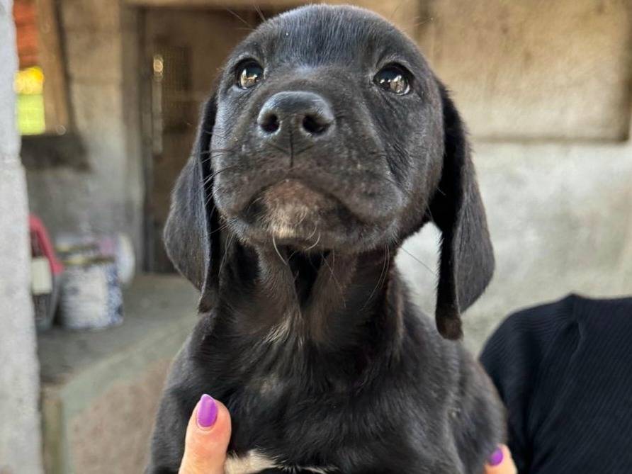 Adotta il cane Altair a Teramo