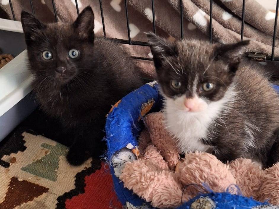 Adozione gatto, femmina, Razza sconosciuta Razza sconosciuta, 2 mesi, taglia non valida, Genova