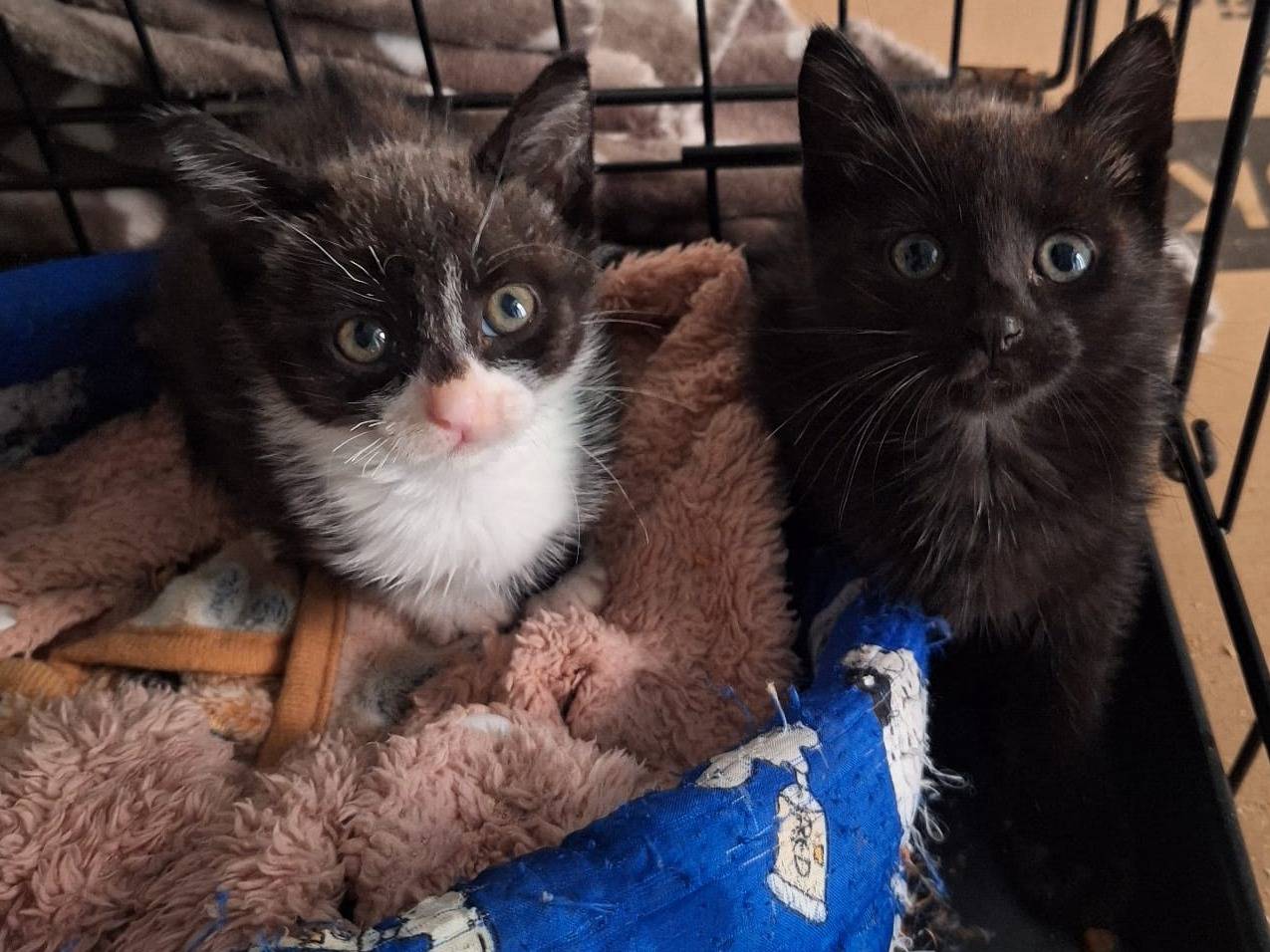 Adotta un gatto, femmina, 2 mesi, Genova