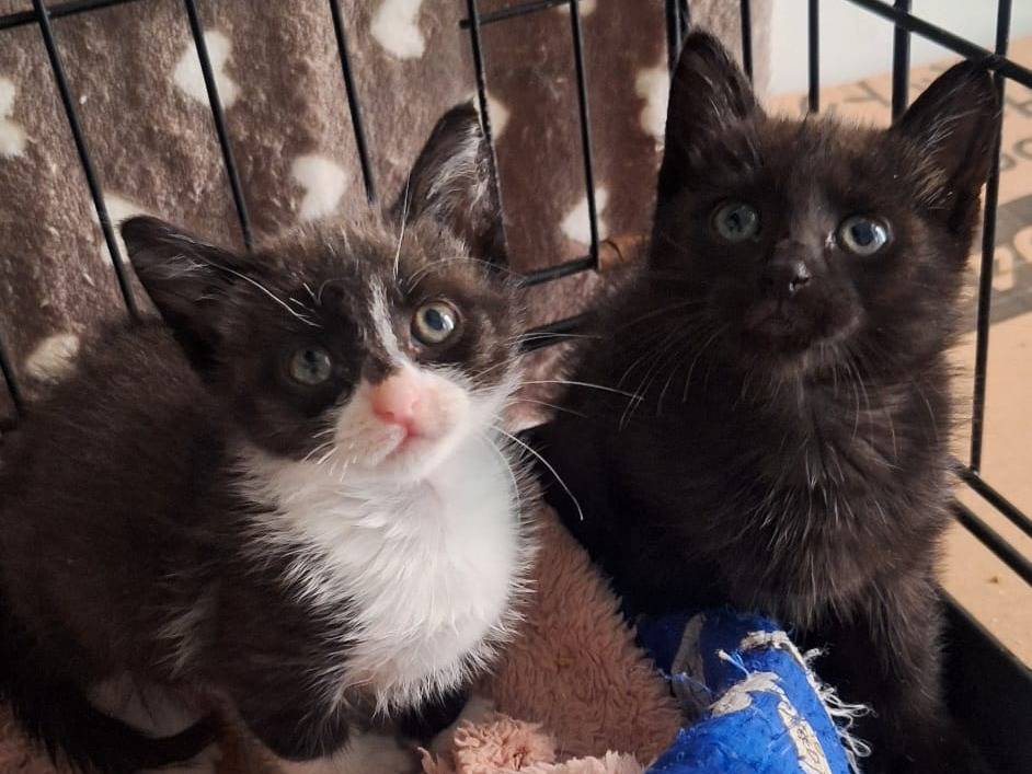 Adotta un gatto, taglia non valida, femmina, Genova