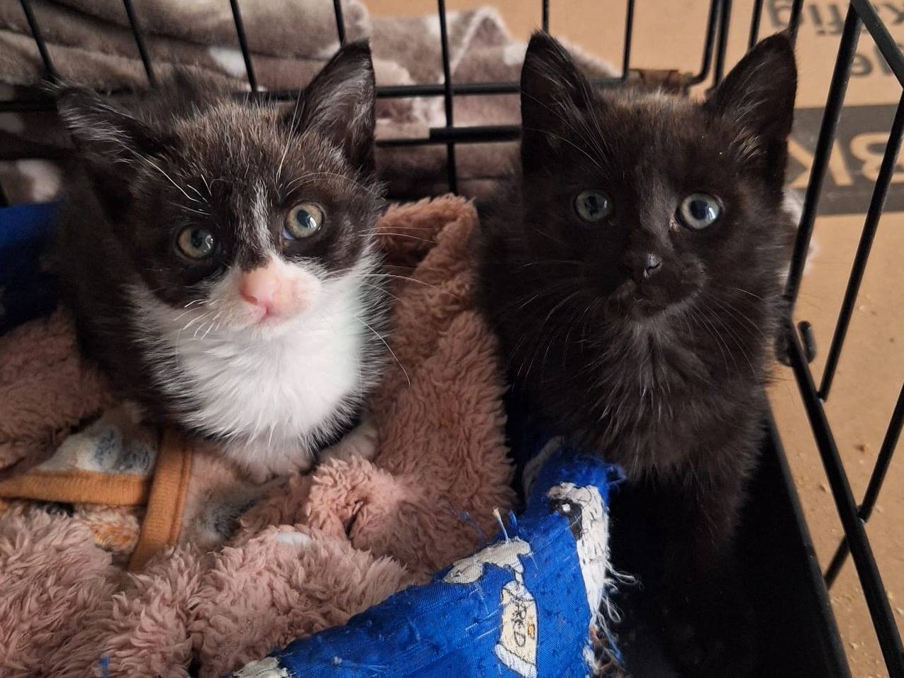 Vuoi adottare un gatto a Genova?